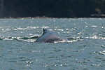 Humpback Whale Watching