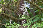 Goatsbeard