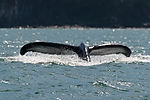 Humpback Whale Watching