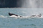 Humpback Whale Watching