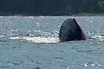 Humpback Whale Watching