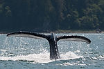 Humpback Whale Watching