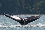 Humpback Whale Watching