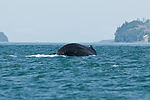 Humpback Whale Watching