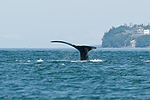 Humpback Whale Watching