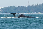 Humpback Whale Watching