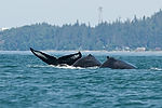 Humpback Whale Watching
