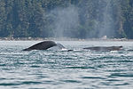 Humpback Whale Watching