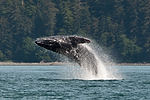 Humpback Whale Breaching