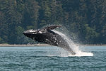Humpback Whale Breaching