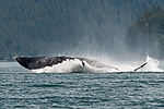 Humpback Whale Breaching