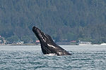 Humpback Whale Watching