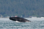 Humpback Whale Breaching