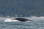 Humpback Whale Watching