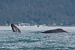 Humpback Whale Watching