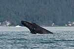 Humpback Whale Watching