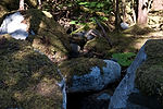 Trail to Mendenhall Glacier