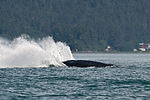 Humpback Whale Watching