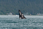 Humpback Whale Watching