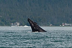 Humpback Whale Watching