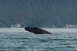 Humpback Whale Watching