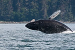 Humpback Whale Breaching