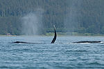 Humpback Whale Watching