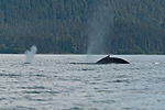 Humpback Whale Watching