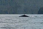 Humpback Whale Watching