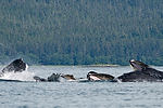 Humpback Whales Bubble Fishing