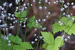 Foamflower