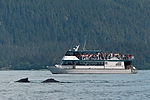 Humpback Whale Watching