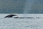 Humpback Whale Watching