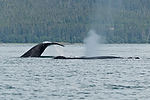 Humpback Whale Watching