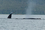 Humpback Whale Watching