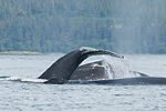 Humpback Whale Watching