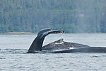 Humpback Whale Watching
