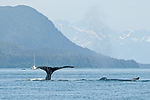 Humpback Whale Watching