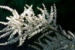 Goatsbeard