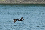 Puffins