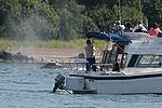 Humpback Whale Watching