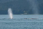 Humpback Whale Watching