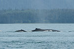 Humpback Whale Watching
