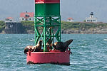 Sea Lions