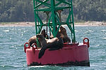 Sea Lions