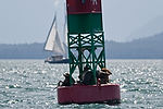 Sea Lions
