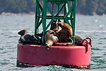 Sea Lions