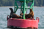 Sea Lions