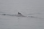 Humpback Whale Watching