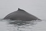 Humpback Whale Watching